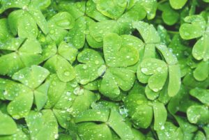 A field of clovers covered in dew droplets.