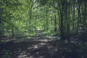 A photo of a forest with sun streaming through the leaves.
